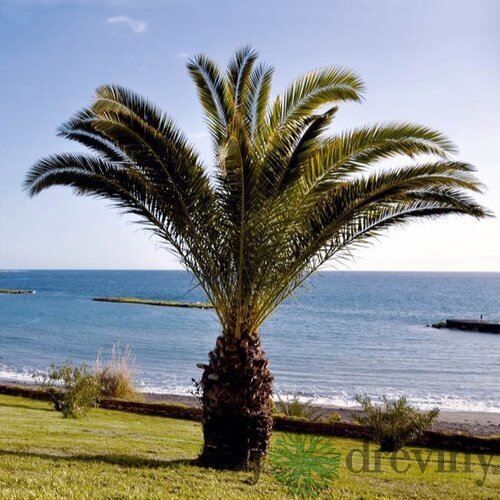Ďatlovník kanársky, výška 60/80 cm, v črepníku Phoenix canariensis