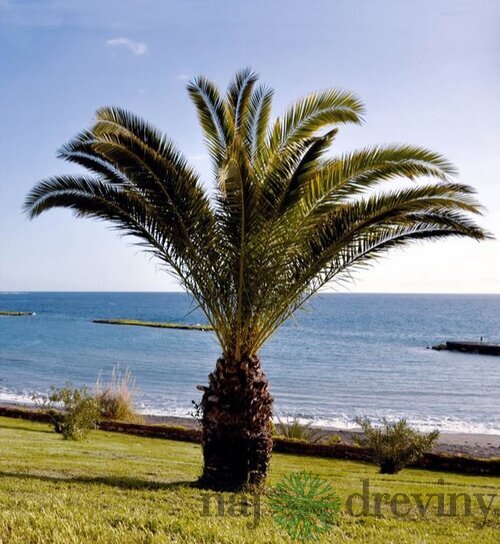 Ďatlovník kanársky, výška 60/80 cm, v črepníku Phoenix canariensis