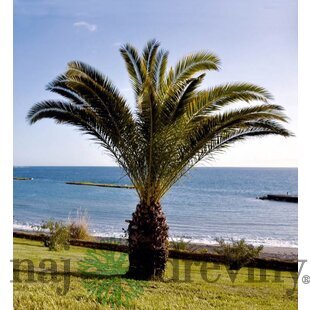 Ďatlovník kanársky, výška 60/80 cm, v črepníku Phoenix canariensis