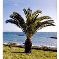 Ďatlovník kanársky, výška 60/80 cm, v črepníku Phoenix canariensis