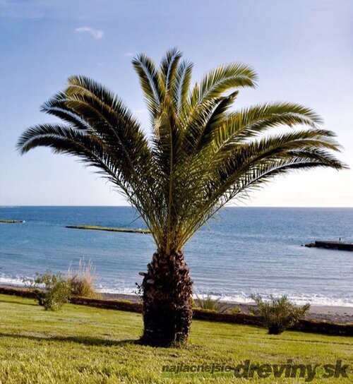 Ďatlovník kanársky, výška 60/80 cm, v črepníku Phoenix canariensis