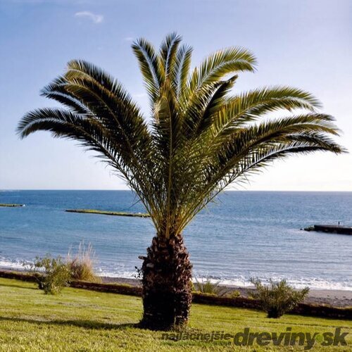 Ďatlovník kanársky, výška 60/80 cm, v črepníku Phoenix canariensis