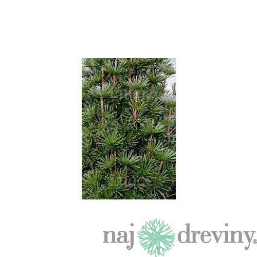 Dáždnikovec praslenovitý (praveký druh) 30/40 cm, v črepníku Sciadopitys verticillata