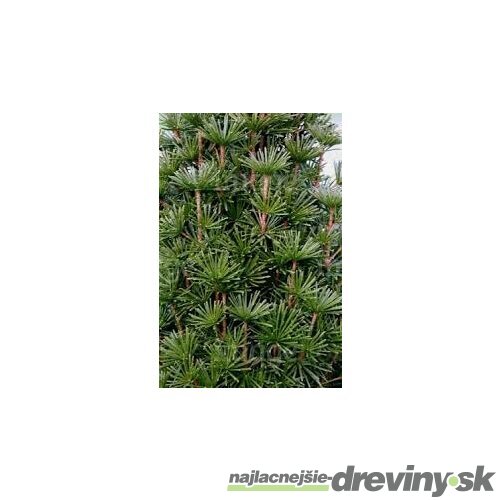 Dáždnikovec praslenovitý (praveký druh) 30/40 cm, v črepníku Sciadopitys verticillata