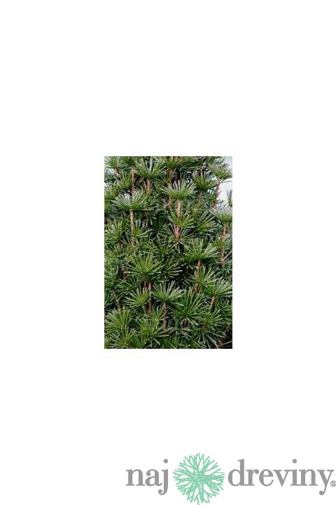 Dáždnikovec praslenovitý (praveký druh) 30/40 cm, v črepníku Sciadopitys verticillata