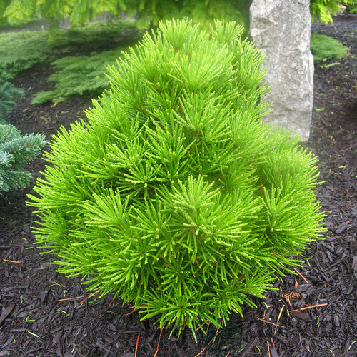 Dáždnikovec praslenovitý /praveký druh/, v črepníku 30/40cm Sciadopitys verticillata