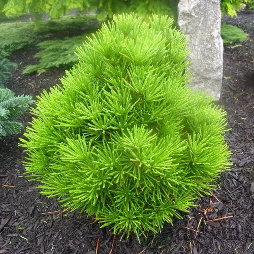 Dáždnikovec praslenovitý /praveký druh/, v črepníku 30/40cm Sciadopitys verticillata