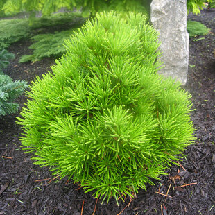 Dáždnikovec praslenovitý /praveký druh/, v črepníku 30/40cm Sciadopitys verticillata