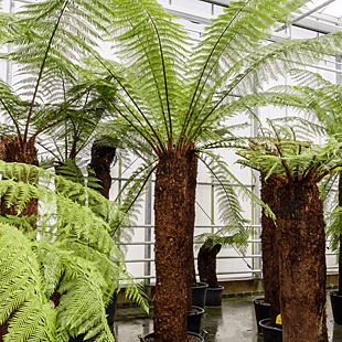 Diksónia antarktická na kmienku 100/120 cm výška 140/180 cm v črepníku Dicksonia Antartica