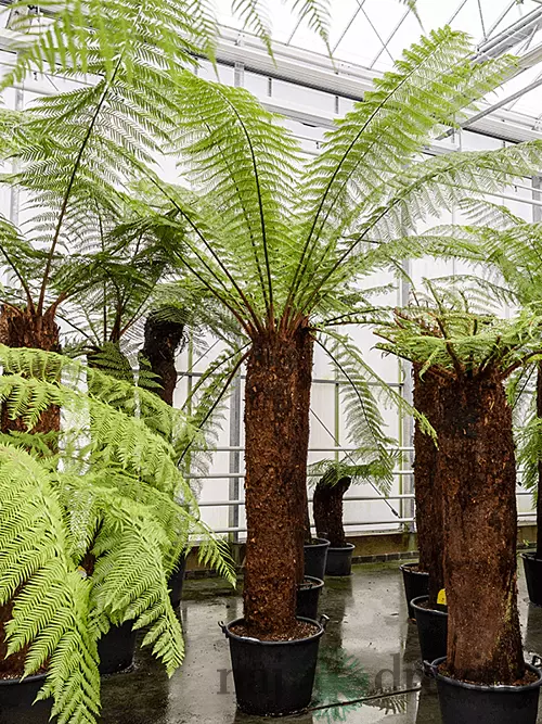 Diksónia antarktická na kmienku 100/120 cm výška 140/180 cm v črepníku Dicksonia Antartica