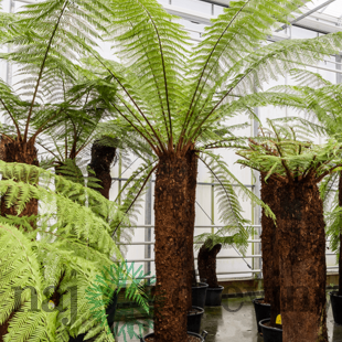 Diksónia antarktická na kmienku 100/120 cm výška 160/200 cm v črepníku Dicksonia Antartica