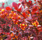 Dráč otawský Superba, výška 30/40 cm, v črepníku 2l Berberis ottawensis Superba