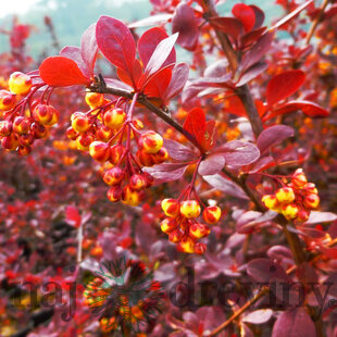Dráč otawský Superba, výška 30/40 cm, v črepníku 2l Berberis ottawensis Superba