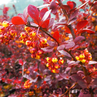 Dráč otawský Superba, výška 30/40 cm, v črepníku 2l Berberis ottawensis Superba