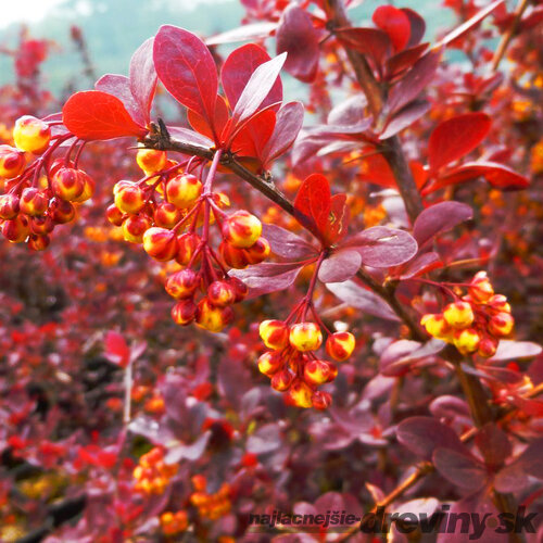 Dráč otawský Superba, výška 30/40 cm, v črepníku 2l Berberis ottawensis Superba