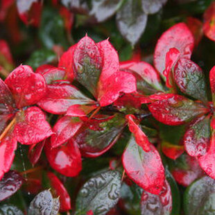 Dráč prostredný x Red Jewel, v črepníku Berberis media x Red Jewel