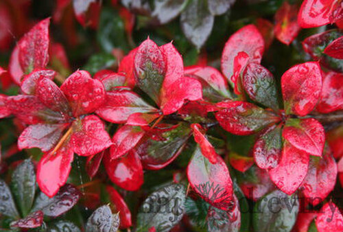 Dráč prostredný x Red Jewel, v črepníku Berberis media x Red Jewel