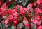 Dráč prostredný x Red Jewel, v črepníku Berberis media x Red Jewel