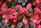 Dráč prostredný x Red Jewel, v črepníku Berberis media x Red Jewel