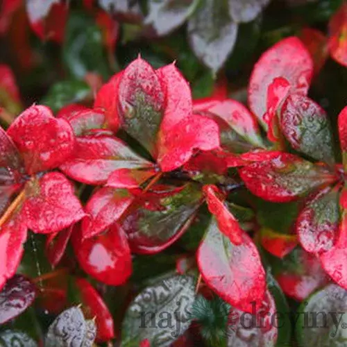 Dráč prostredný x Red Jewel, v črepníku Berberis media x Red Jewel