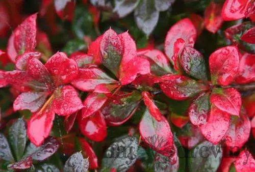 Dráč prostredný x Red Jewel, v črepníku Berberis media x Red Jewel