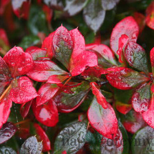 Dráč prostredný x Red Jewel, v črepníku Berberis media x Red Jewel