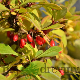 Dráč Thunbergov 40/50 cm , v črepníku 3l Berberis thunbergii