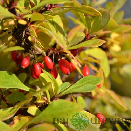 Dráč Thunbergov 40/50 cm , v črepníku 3l Berberis thunbergii