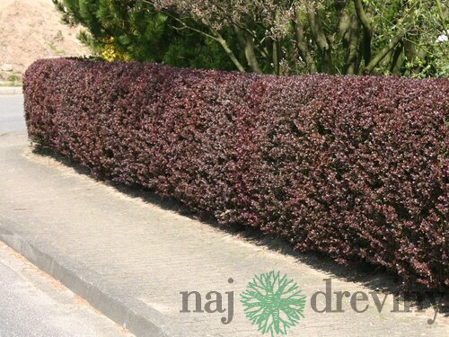 Dráč Thunbergov Atropurpurea, 20/40 cm, v črepníku Berberis thunbergii Atropurpurea