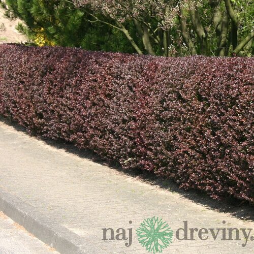 Dráč Thunbergov Atropurpurea, 20/40 cm, v črepníku Berberis thunbergii Atropurpurea
