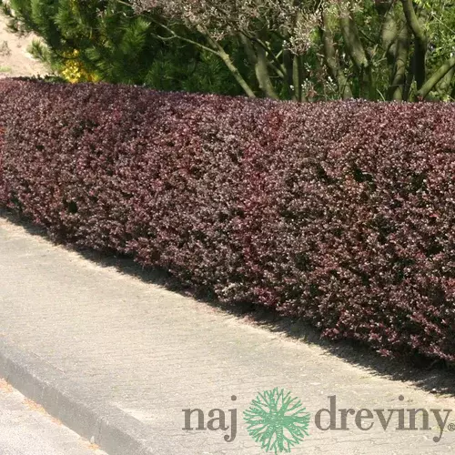 Dráč Thunbergov Atropurpurea, 20/40 cm, v črepníku Berberis thunbergii Atropurpurea