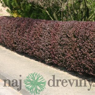 Dráč Thunbergov Atropurpurea, 20/40 cm, v črepníku Berberis thunbergii Atropurpurea