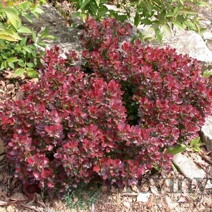Dráč Thunbergov Atropurpurea Nana 20/30 cm v črepníku 2l Berberis thunbergii Atropurpurea Nana