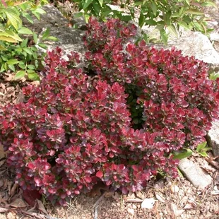 Dráč Thunbergov Atropurpurea Nana 20/40 cm v črepníku 2l Berberis thunbergii Atropurpurea Nana