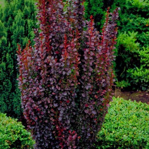 Dráč Thunbergov Atropurpureum 70/80 cm, v črepníku Berberis thunbergii Red Rocket