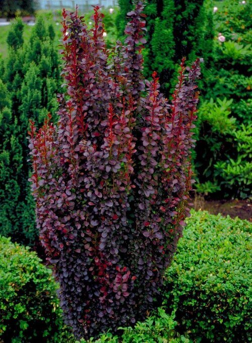 Dráč Thunbergov Atropurpureum 70/80 cm, v črepníku Berberis thunbergii Red Rocket