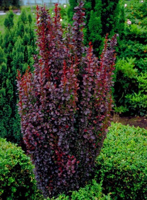 Dráč Thunbergov Atropurpureum 70/80 cm, v črepníku Berberis thunbergii Red Rocket
