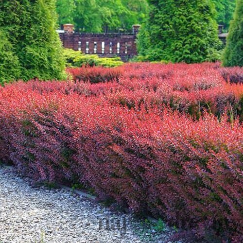 Dráč Thunbergov Atropurpureum, výška 20/40 cm, v črepniku 2l Berberis thunbergii Atropurpurea