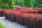 Dráč Thunbergov Atropurpureum, výška 20/40 cm, v črepniku 2l Berberis thunbergii Atropurpurea