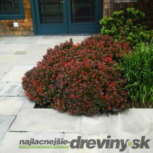 Dráč Thunbergov ´BAGATELLE´, v črepníku Berberis thunbergii ´Bagatelle´