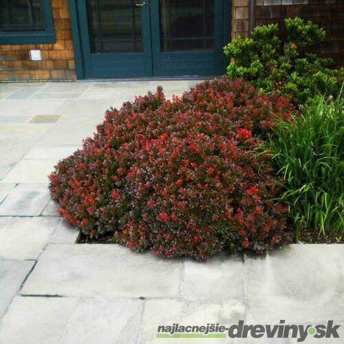 Dráč Thunbergov ´BAGATELLE´, v črepníku Berberis thunbergii ´Bagatelle´