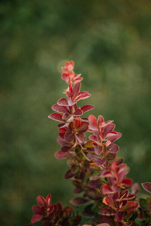 Dráč Thunbergov Dariusz, výška 20/40 cm, v črepníku Berberis thunbergii Dariusz