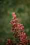 Dráč Thunbergov Dariusz, výška 20/40 cm, v črepníku Berberis thunbergii Dariusz