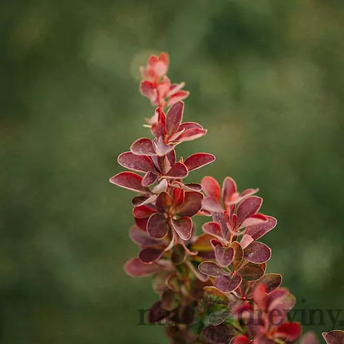 Dráč Thunbergov Dariusz, výška 20/40 cm, v črepníku Berberis thunbergii Dariusz