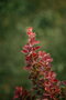 Dráč Thunbergov Dariusz, výška 20/40 cm, v črepníku Berberis thunbergii Dariusz