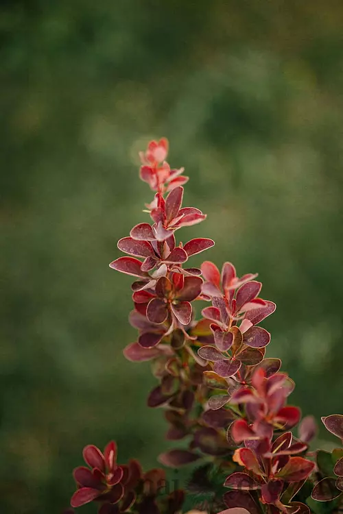 Dráč Thunbergov Dariusz, výška 20/40 cm, v črepníku Berberis thunbergii Dariusz