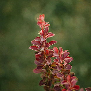 Dráč Thunbergov Dariusz, výška 20/40 cm, v črepníku Berberis thunbergii Dariusz