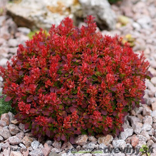 Dráč Thunbergov ‘Deep Purple‘ PBR 20/30 cm v črepníku 2l Berberis thunbergii ‘Deep Purple‘ PBR