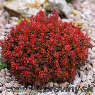 Dráč Thunbergov ‘Deep Purple‘ PBR 20/30 cm v črepníku 2l Berberis thunbergii ‘Deep Purple‘ PBR