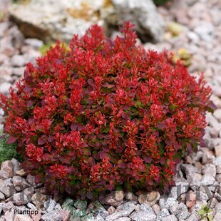Dráč Thunbergov ‘Deep Purple‘ PBR 20/30 cm v črepníku 2l Berberis thunbergii ‘Deep Purple‘ PBR